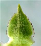  Sepal